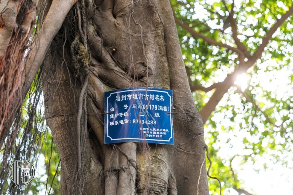 有声书｜它们，是福州主干道上的“路霸”