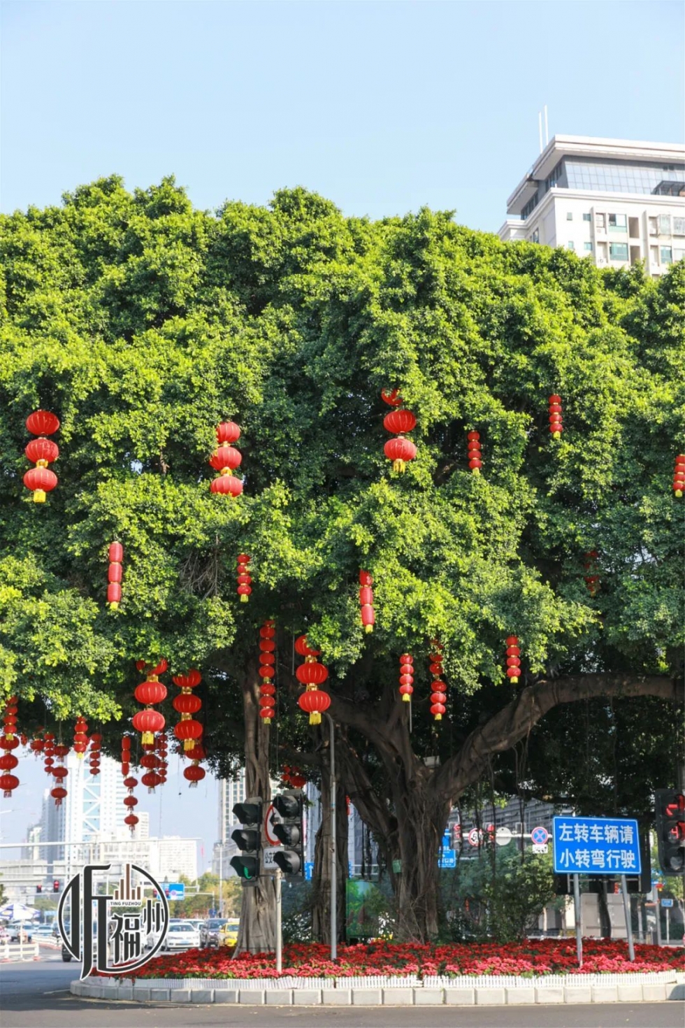 有声书｜它们，是福州主干道上的“路霸”