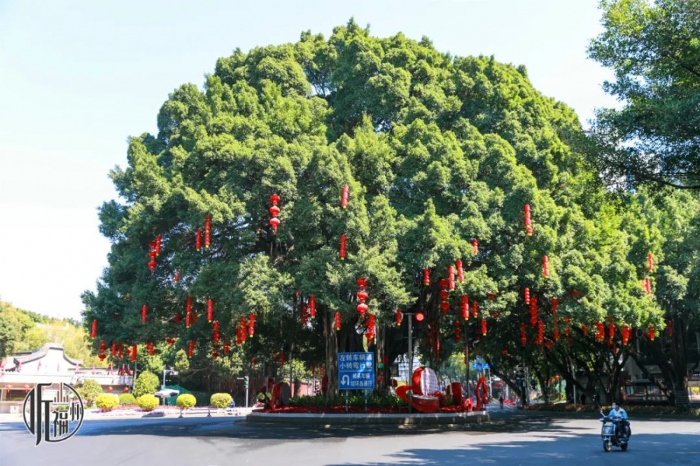 有声书｜它们，是福州主干道上的“路霸”