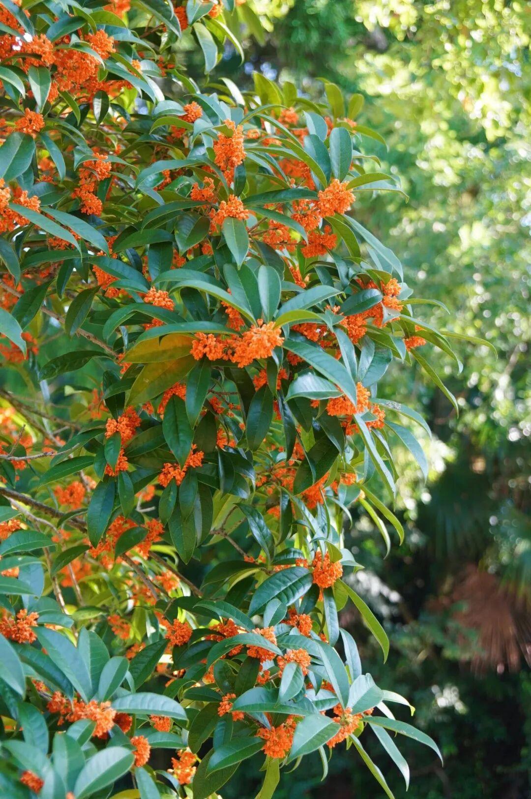 攻略已出！中秋国庆来福州