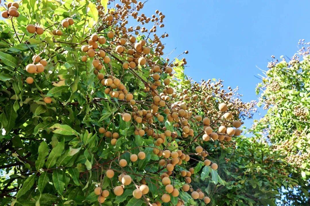 攻略已出！中秋国庆来福州