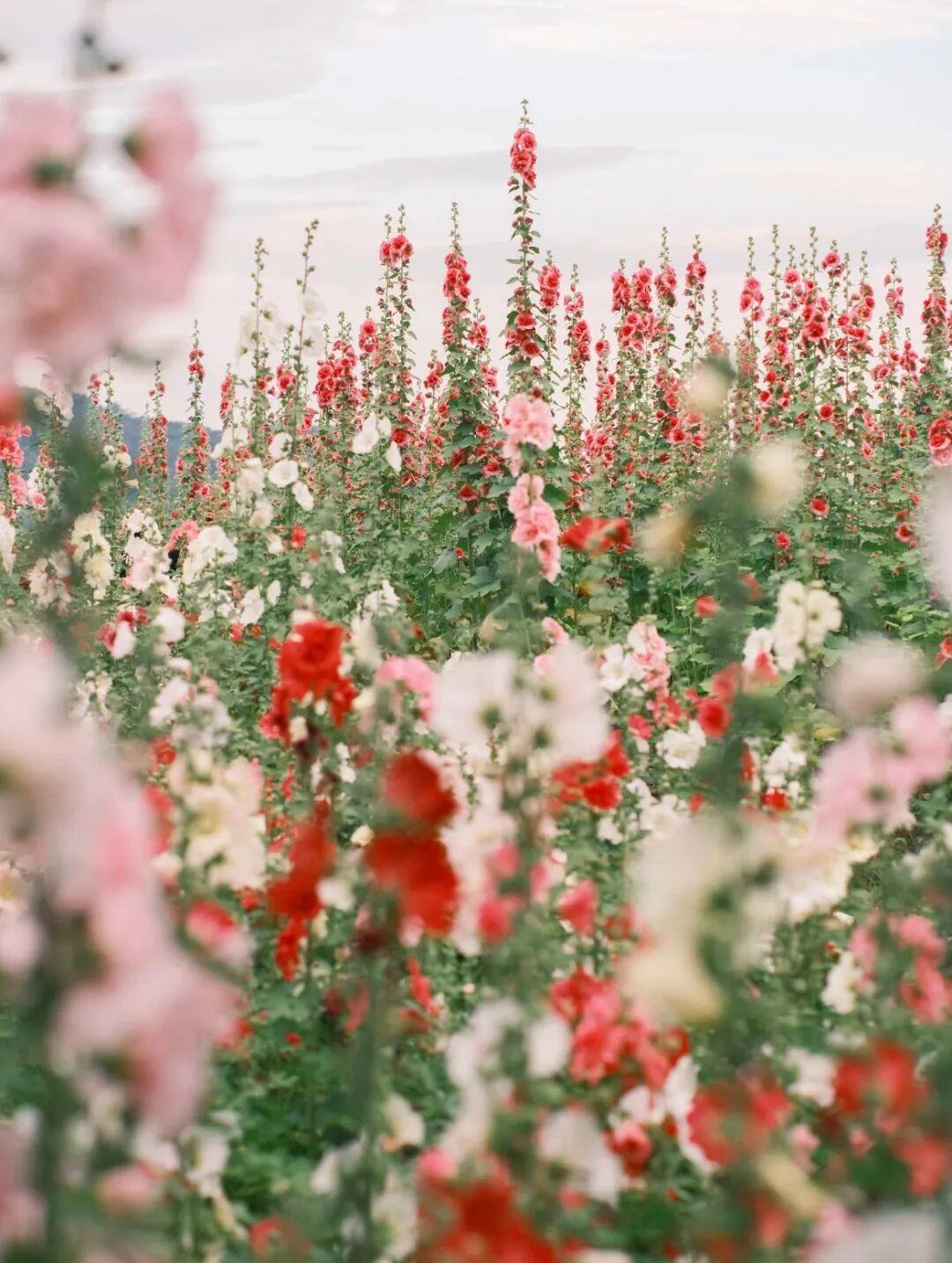 “适合相爱的时辰”来啦！福州又一演唱会官宣