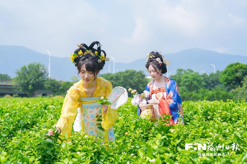 向世界敬一杯“福州茶”