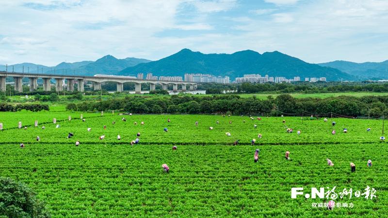 向世界敬一杯“福州茶”