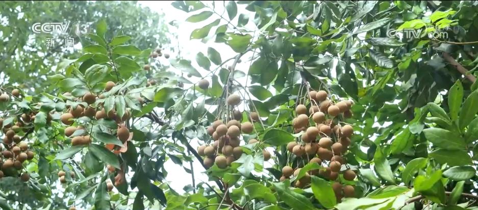 央视关注福州闽侯：白露食龙眼 丰富口感花样多
