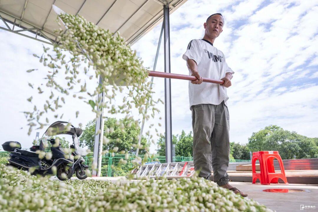 告别近30年！茉莉花再飘香