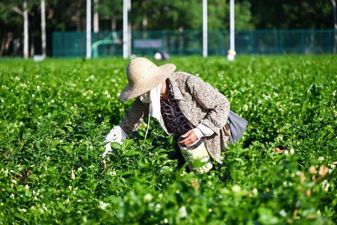 告别近30年！茉莉花再飘香