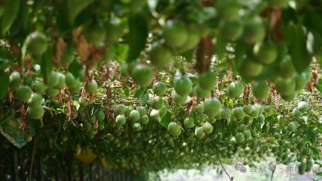 乡村振兴看闽清 | 从田间到舌尖！甜蜜产业带火乡村经济