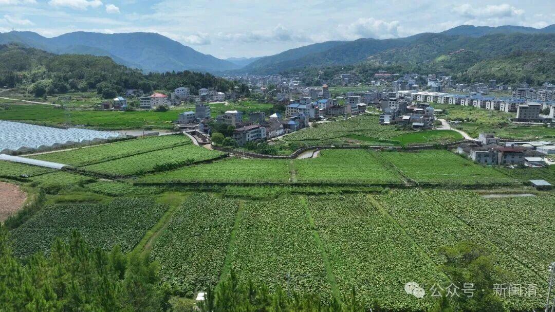 乡村振兴看闽清 | 从田间到舌尖！甜蜜产业带火乡村经济