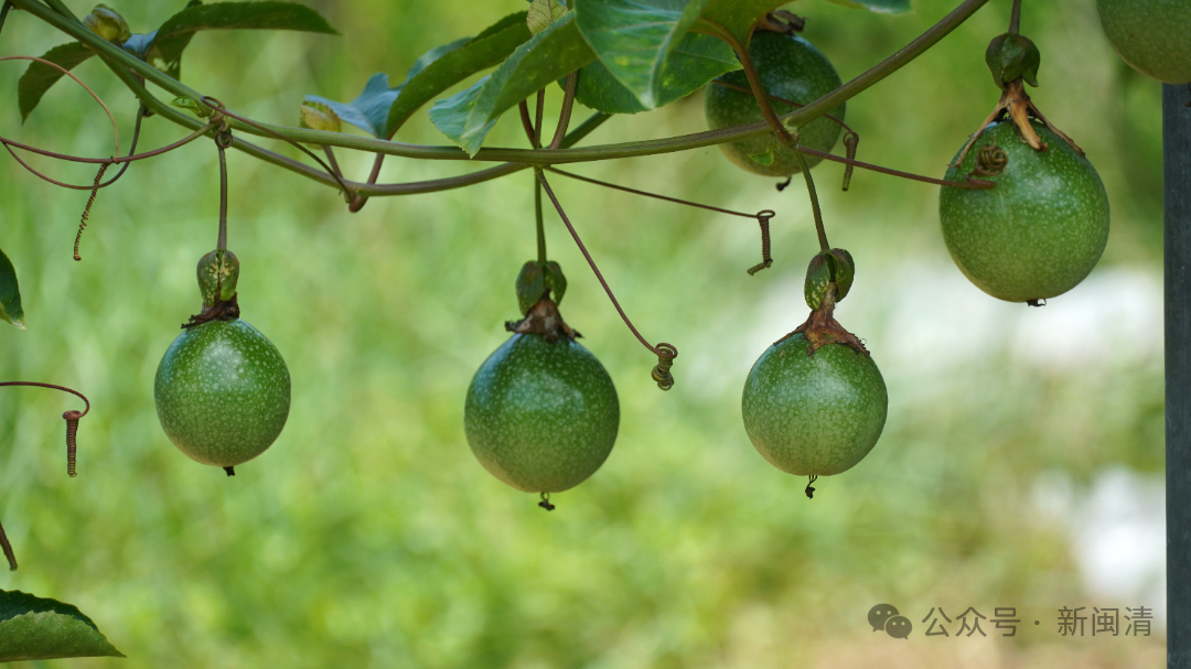 乡村振兴看闽清 | 从田间到舌尖！甜蜜产业带火乡村经济