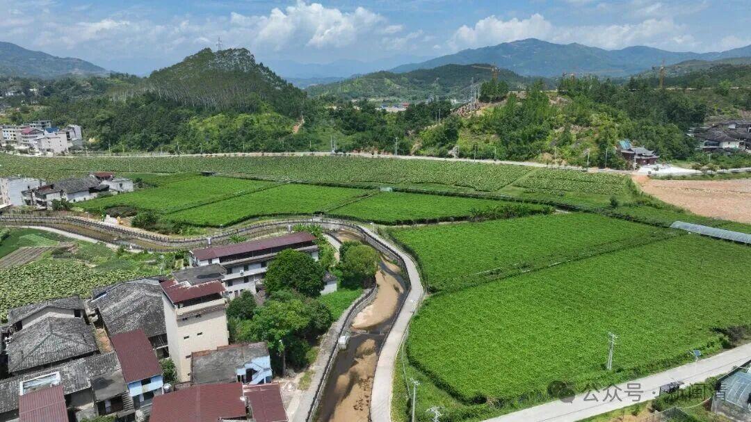 乡村振兴看闽清 | 从田间到舌尖！甜蜜产业带火乡村经济