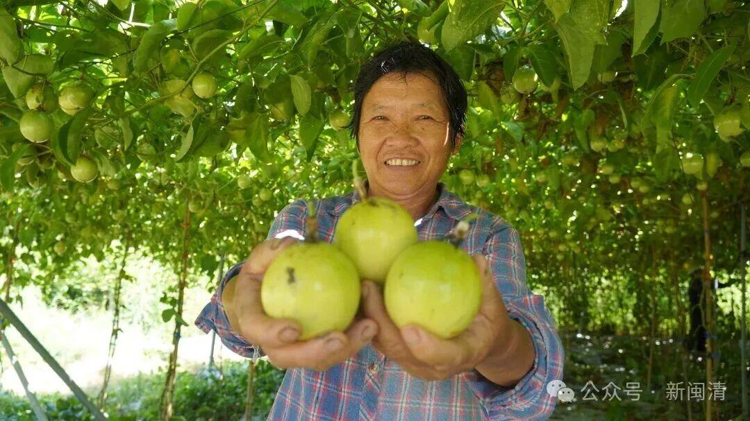 乡村振兴看闽清 | 从田间到舌尖！甜蜜产业带火乡村经济