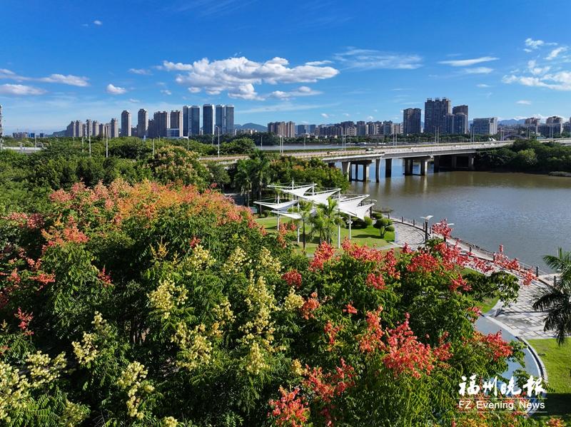 小小“灯笼”枝头挂 栾树花果“闹”榕城