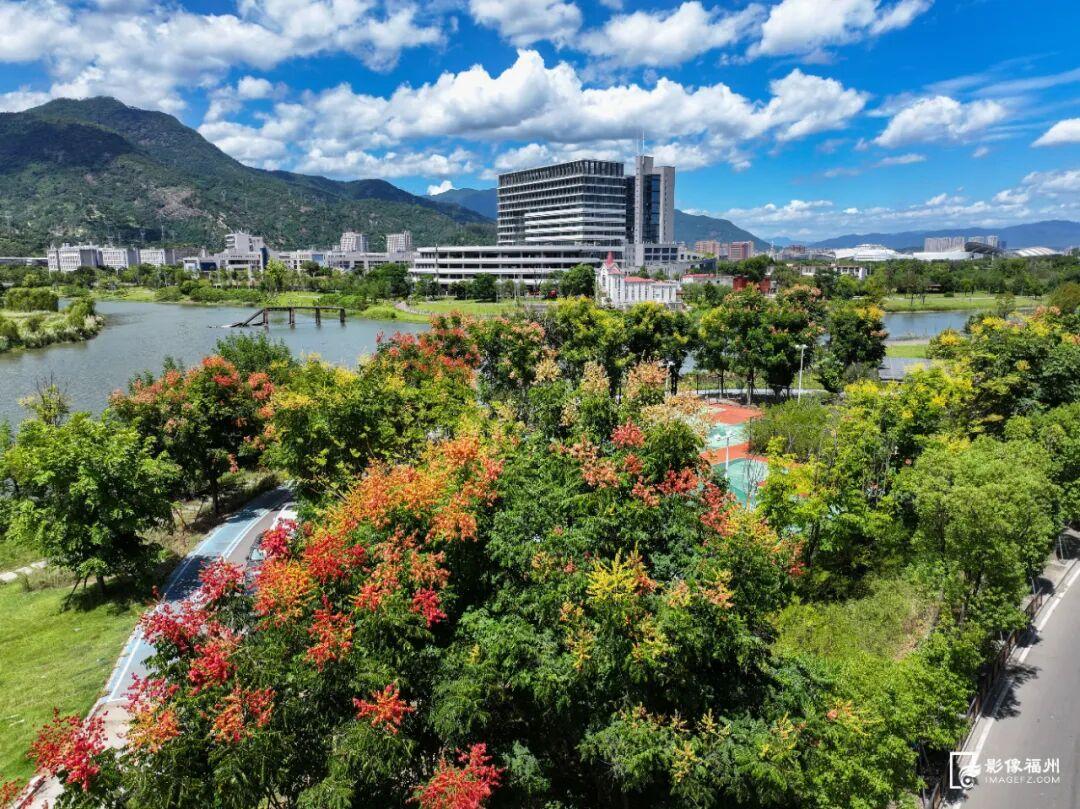 秋日限定！进入盛花期