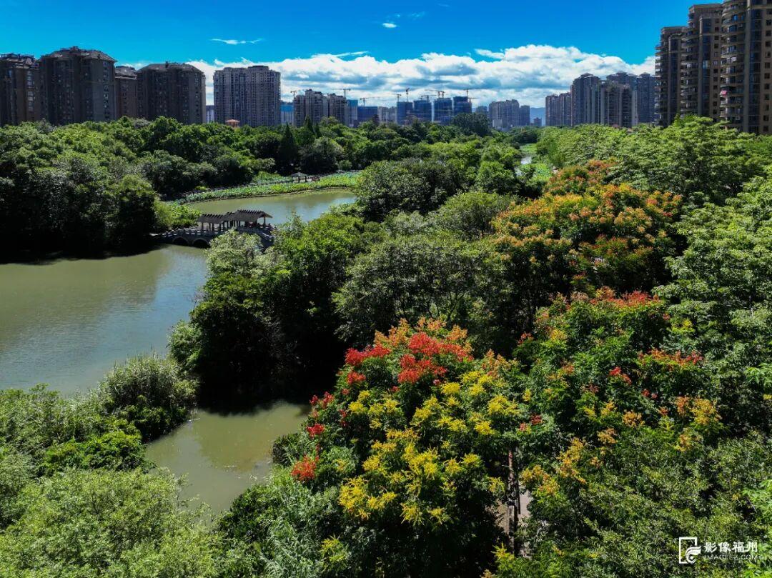 秋日限定！进入盛花期