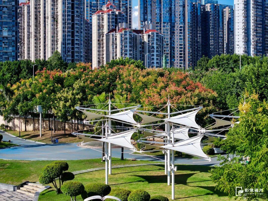 秋日限定！进入盛花期