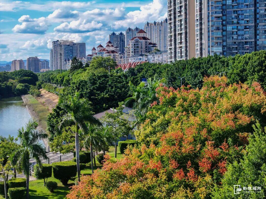 秋日限定！进入盛花期