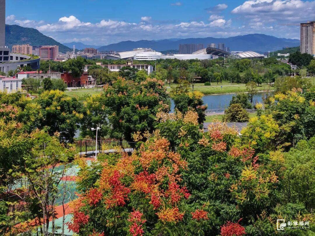 秋日限定！进入盛花期