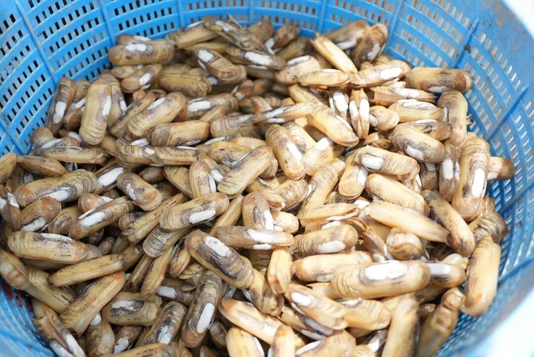 七遍淘洗、三次熬煮！探访濒临失传的闽菜“黄金配角”