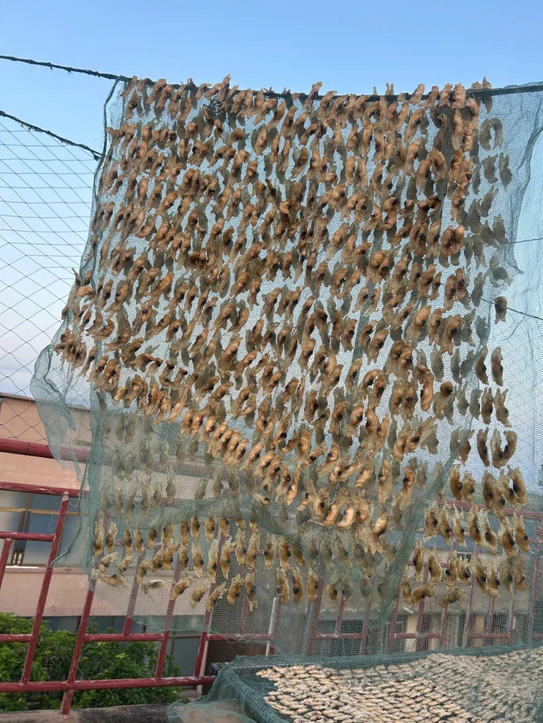 七遍淘洗、三次熬煮！探访濒临失传的闽菜“黄金配角”