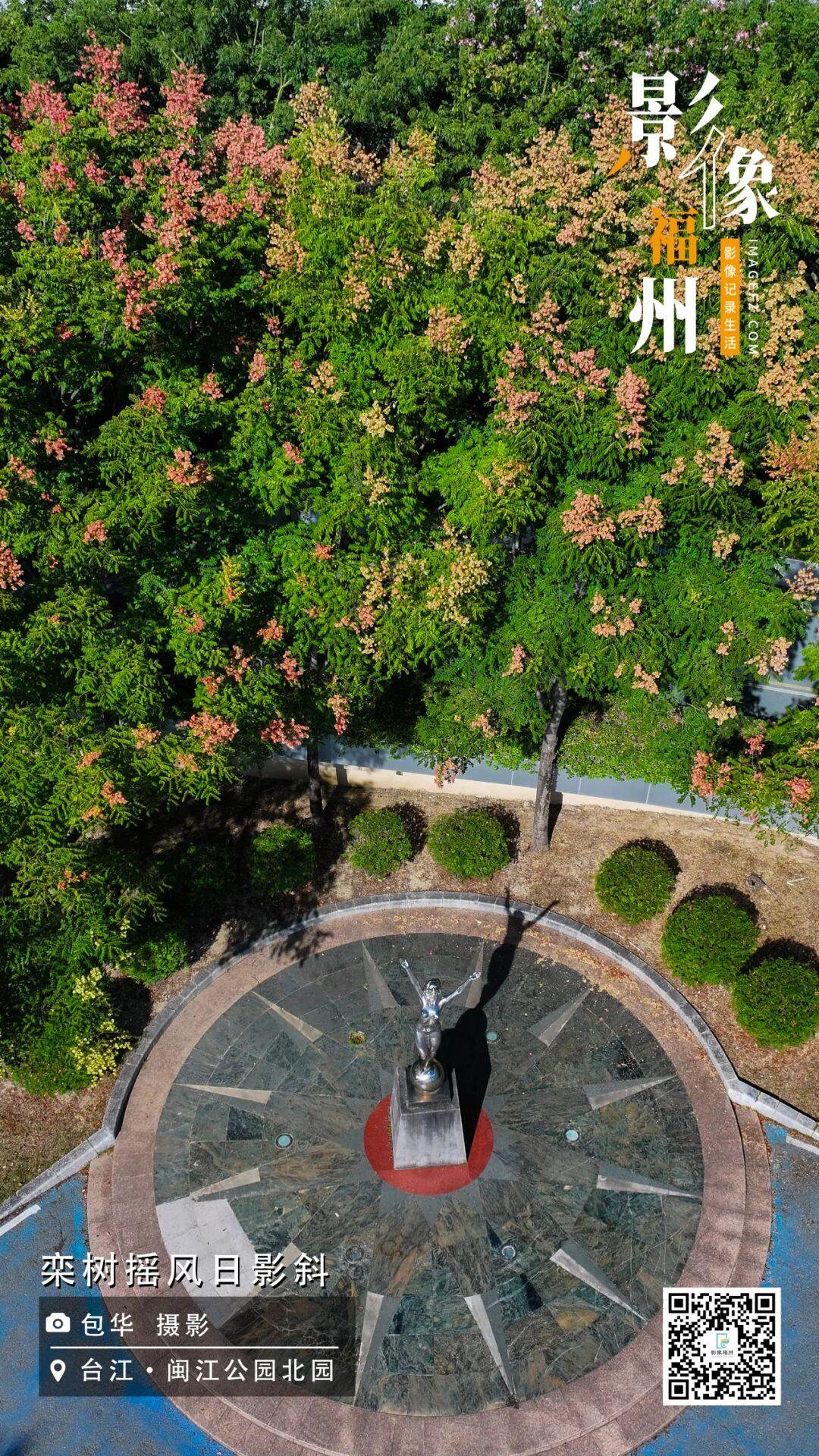 影像福州丨栾树摇风日影斜