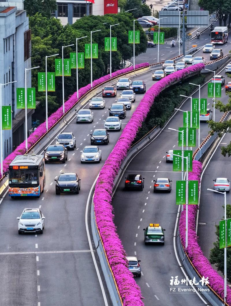福州9月赏花地图来了 姜荷花、百日菊、柳叶马鞭草等进入盛花期