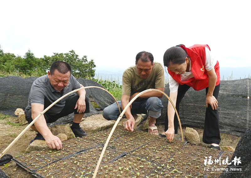 闽侯茶苑村撂荒地变身“致富田”