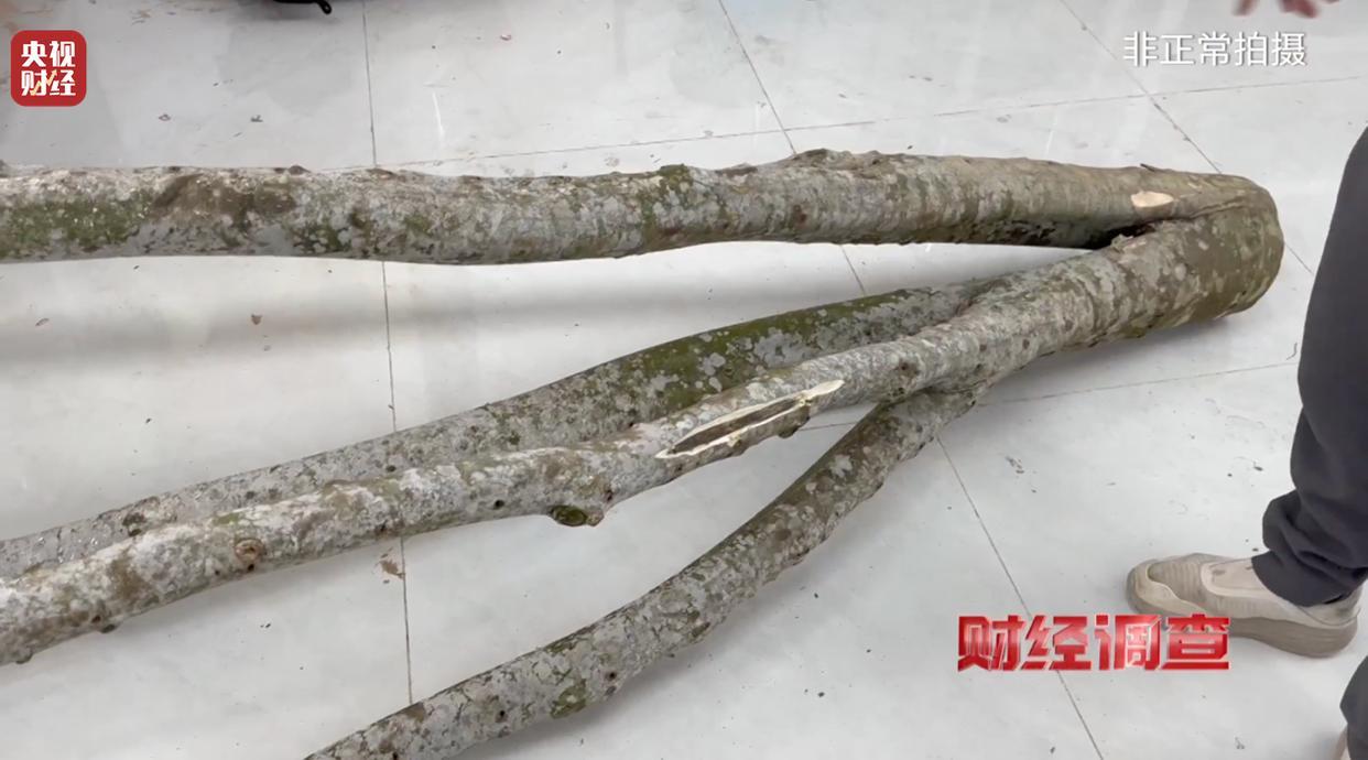 央视曝光沉香商家挂羊头卖狗肉