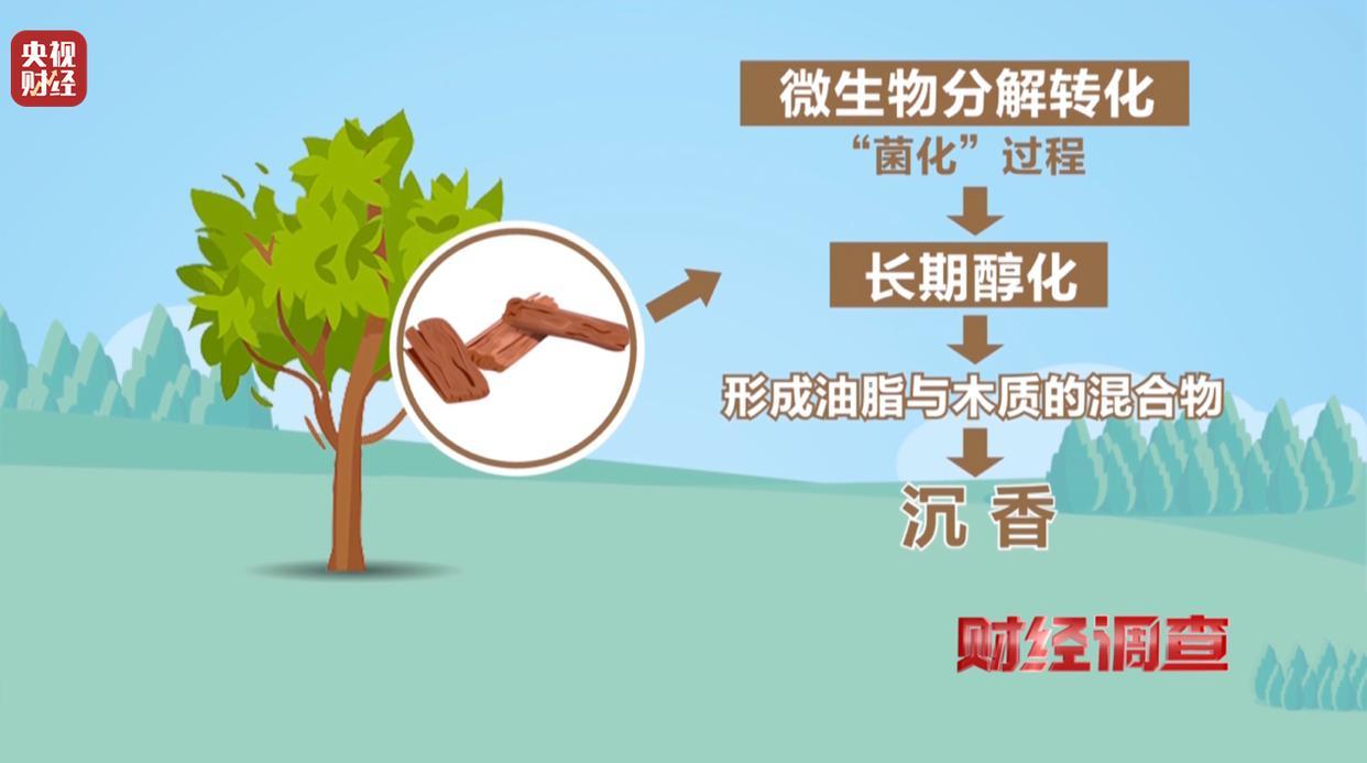 央视曝光沉香商家挂羊头卖狗肉