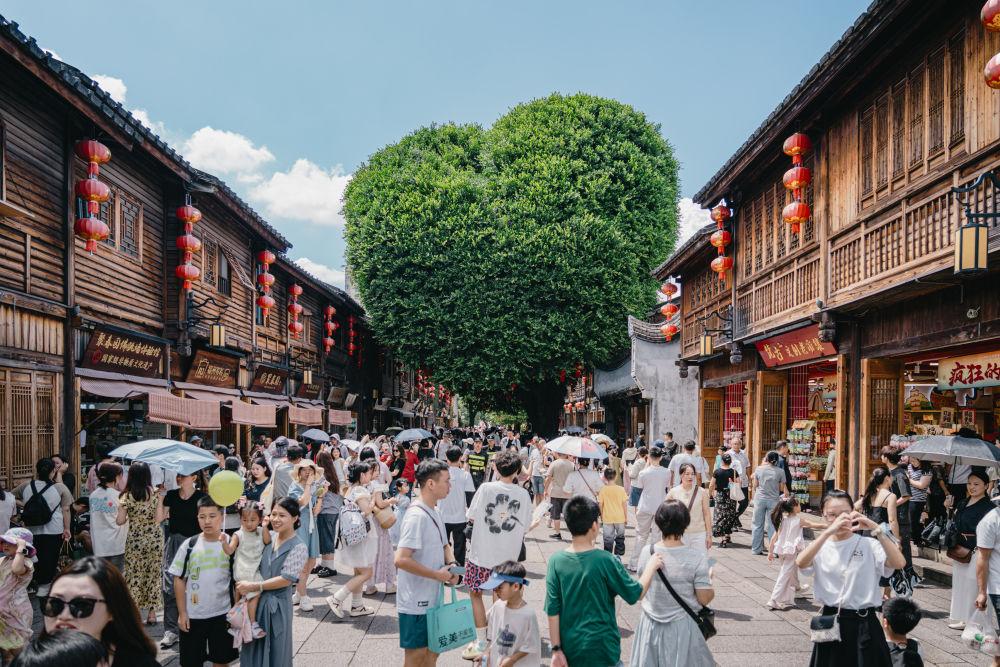 新华社关注！从一棵“网红树”看见福州对树的深情