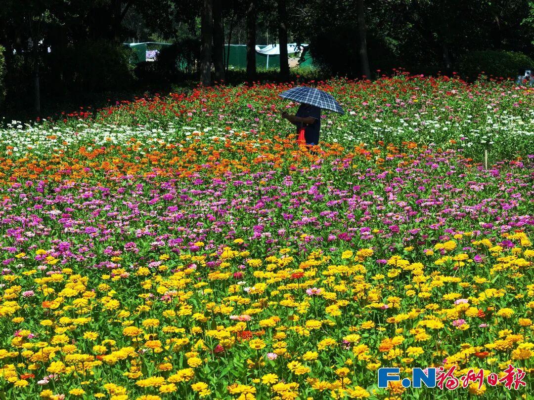 七年等一回！福州这个公园，美翻了！快去打卡
