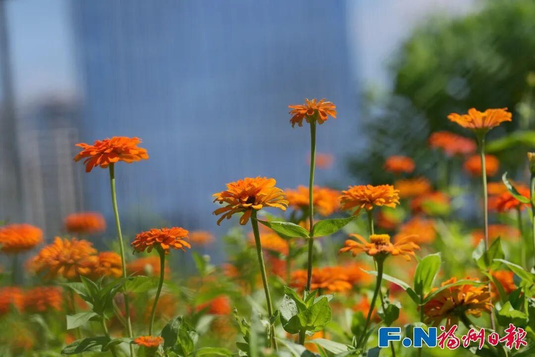 七年等一回！福州这个公园，美翻了！快去打卡