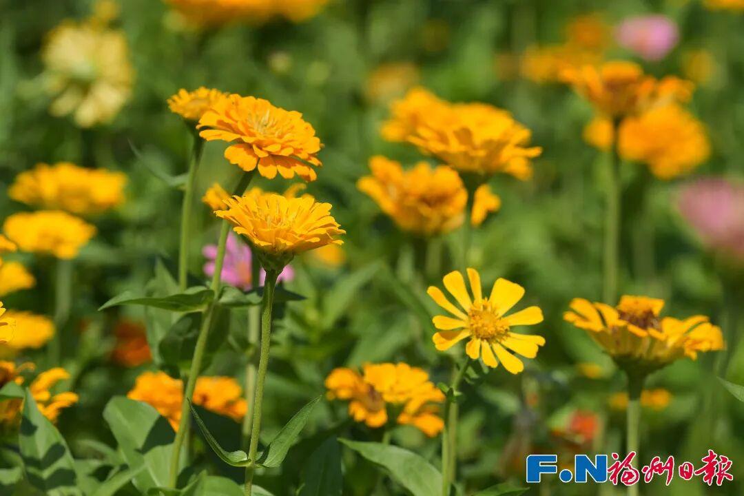 七年等一回！福州这个公园，美翻了！快去打卡