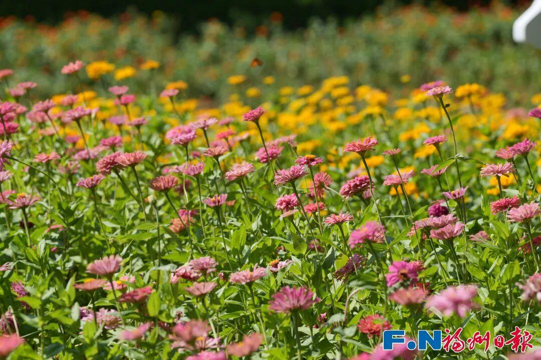 七年等一回！福州这个公园，美翻了！快去打卡