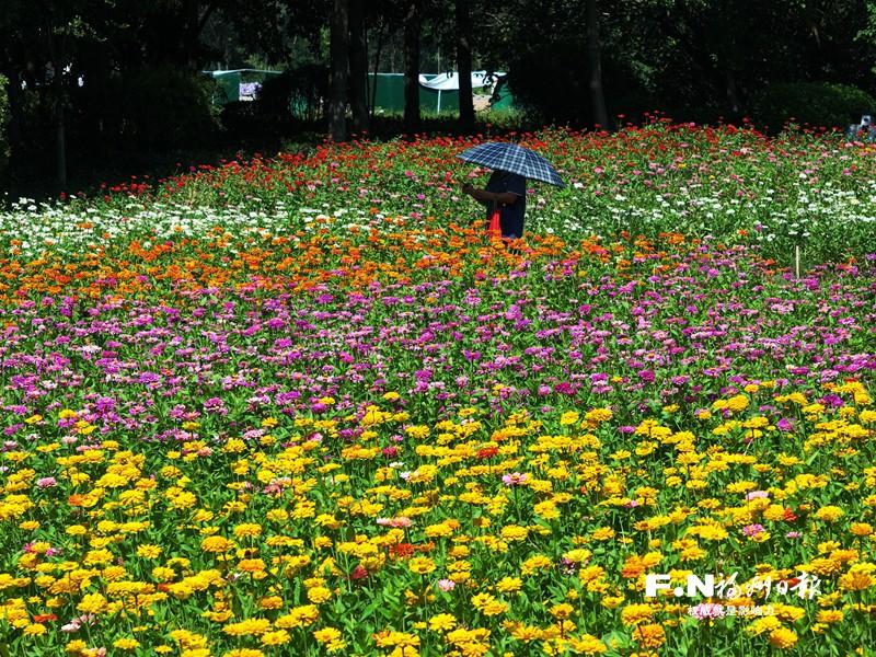百日菊回归花海公园！23000平方米花海将扮靓长假