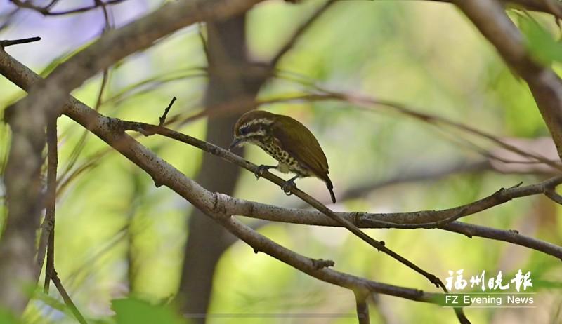 “迷你”啄木鸟金鸡山公园捕食