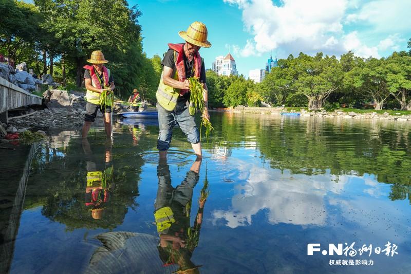 福州西湖：水下种“森林”“明珠”更耀眼