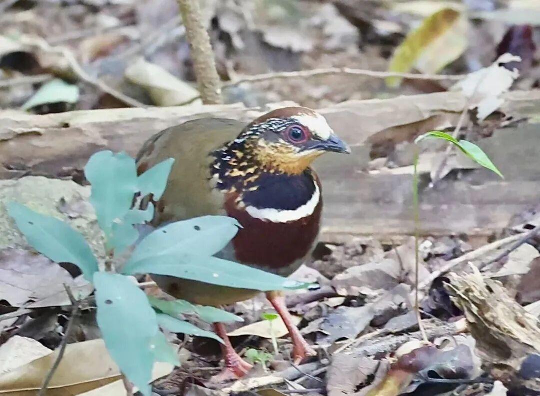 “鸟中隐士”白眉山鹧鸪频现福州植物园