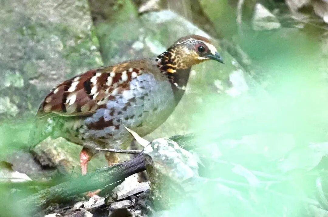 “鸟中隐士”白眉山鹧鸪频现福州植物园