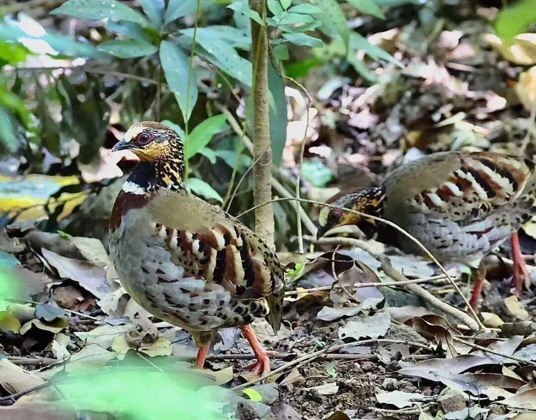 “鸟中隐士”白眉山鹧鸪频现福州植物园