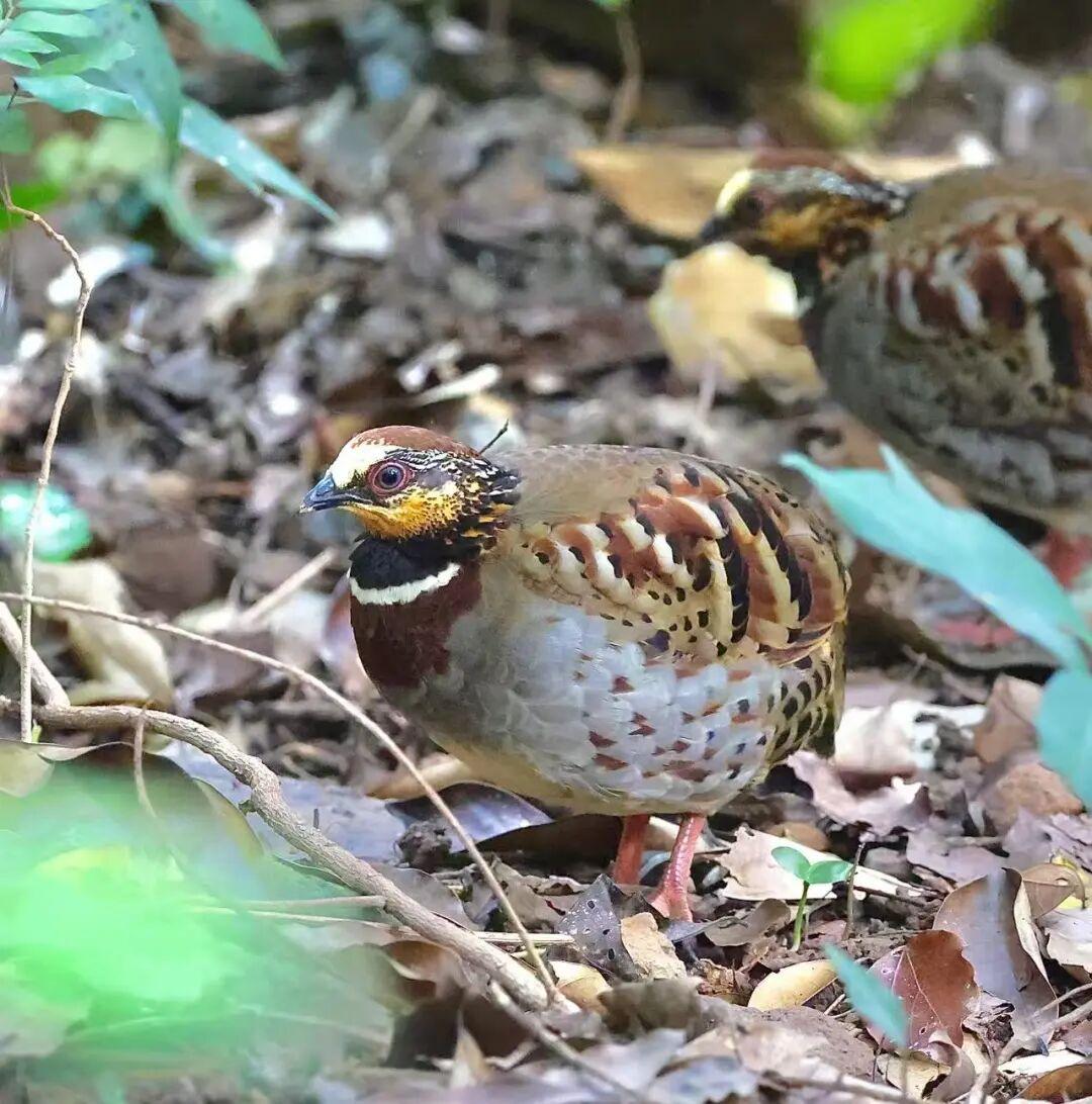 “鸟中隐士”白眉山鹧鸪频现福州植物园