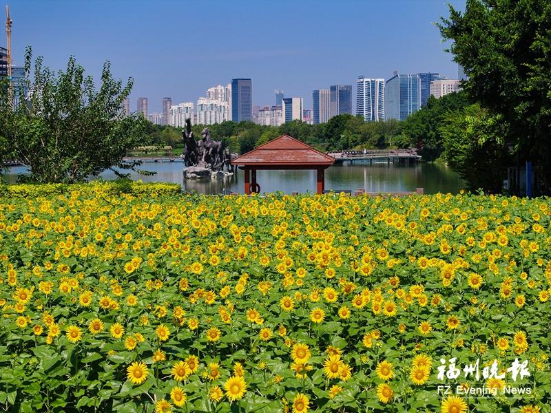 硫华菊、向日葵等争奇斗艳 花海公园迎来赏花季