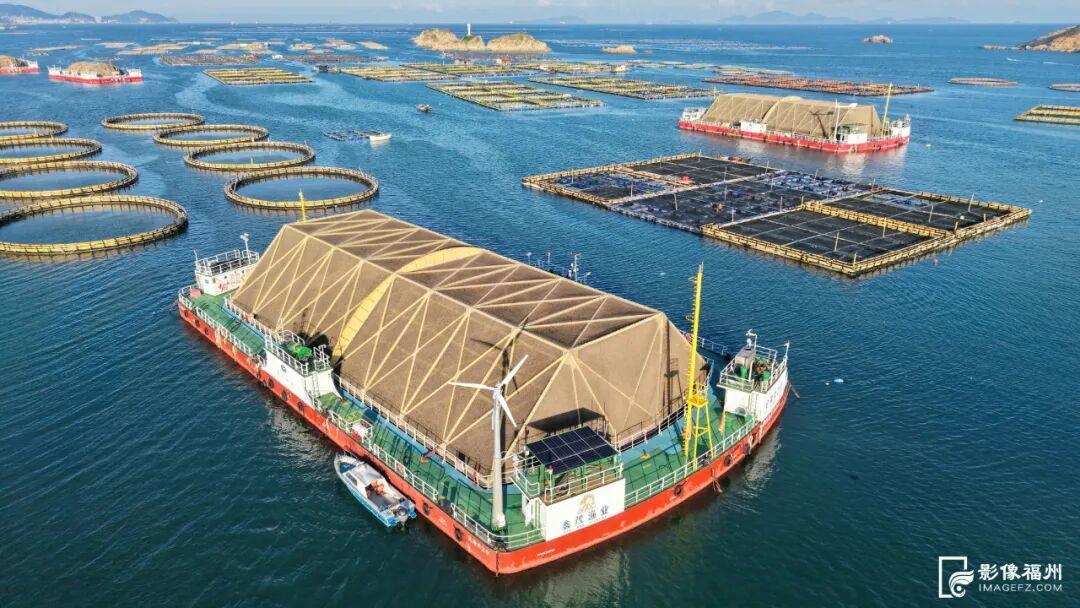 央视报道！大量上市！福州人过节必吃