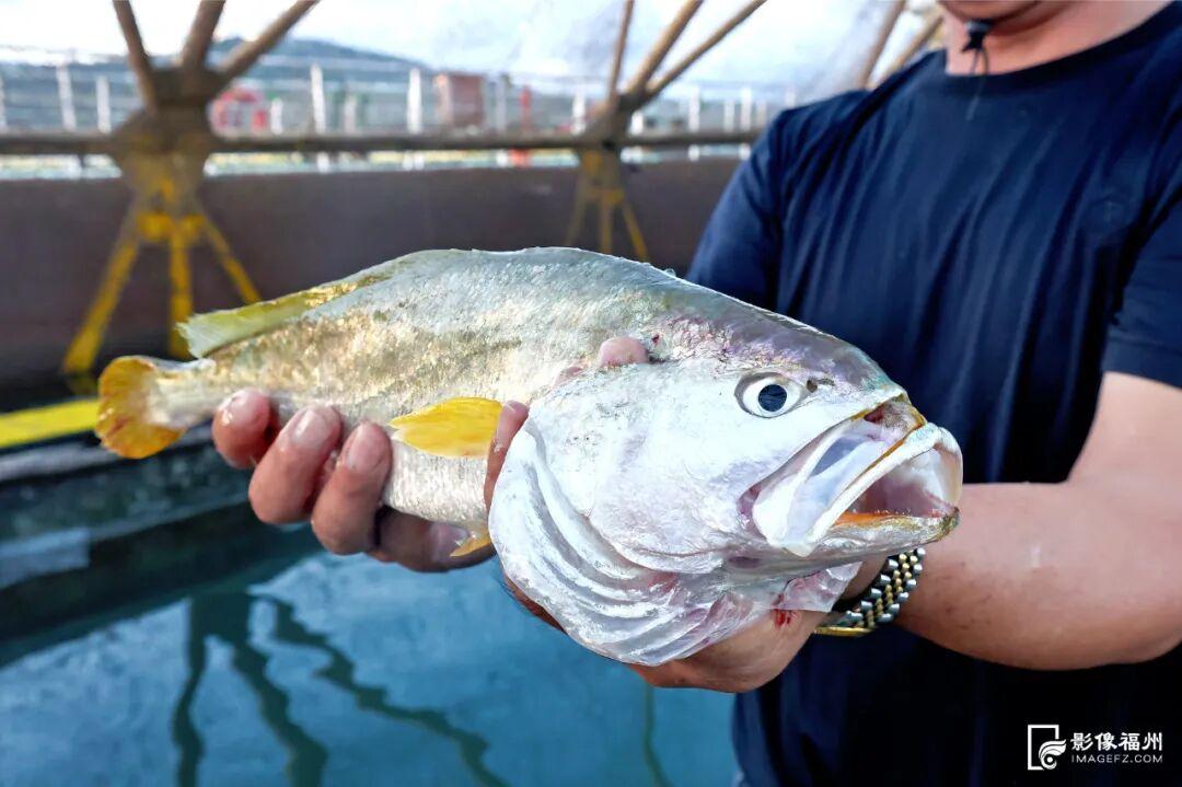 央视报道！大量上市！福州人过节必吃
