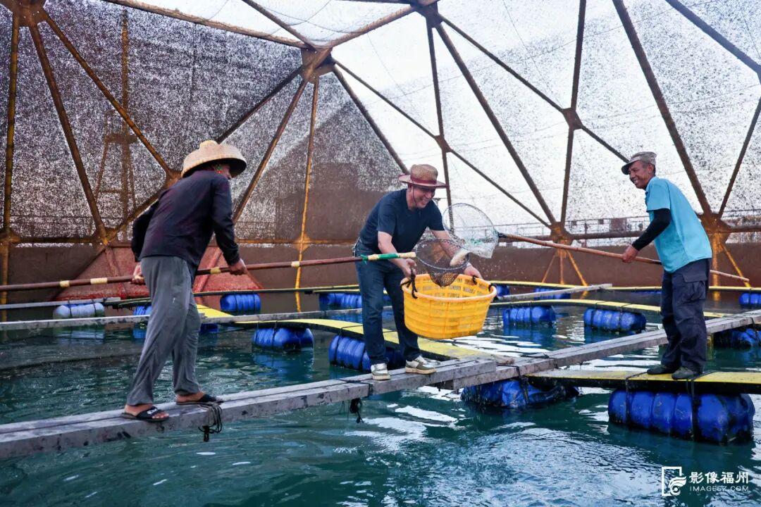 央视报道！大量上市！福州人过节必吃