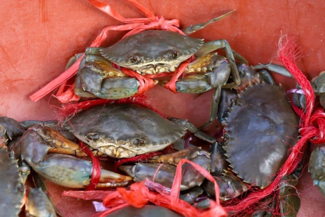 膏满黄肥！福州人超爱，正迎来最佳赏味期！