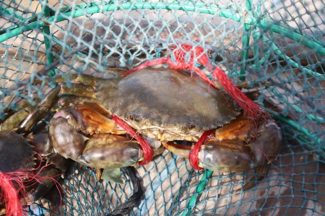 膏满黄肥！福州人超爱，正迎来最佳赏味期！