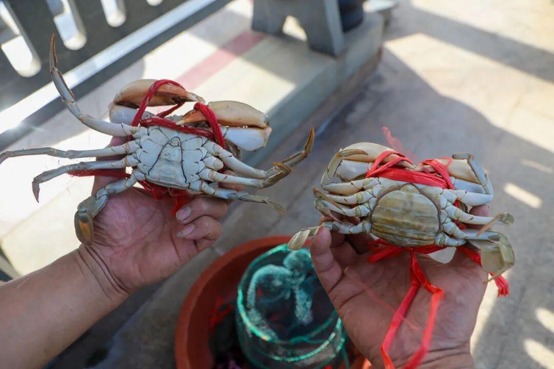 膏满黄肥！福州人超爱，正迎来最佳赏味期！