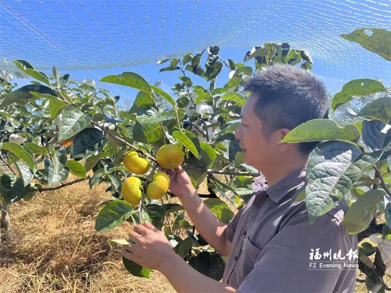 闽侯太秋甜柿甜蜜“上线”：脆而不生，甜而不腻
