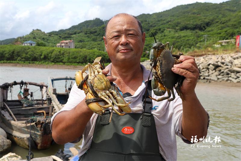闽江口美味青蟹上市：壳硬膏满，鲜甜肥美
